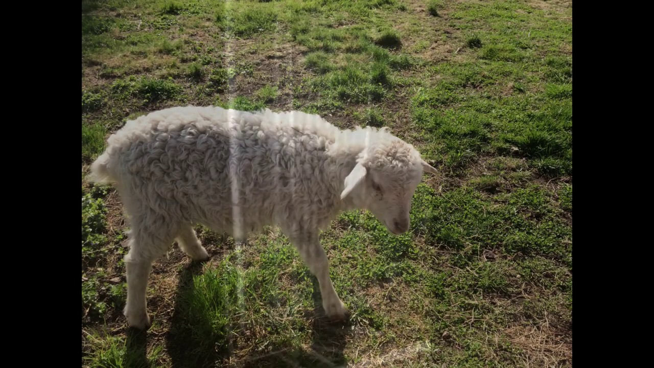 овечка рожает