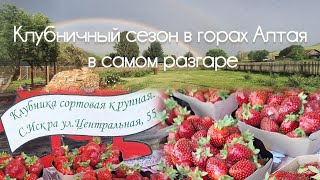 Тропический дождь на Алтае. Торговля клубникой и огород без моих хлопот.