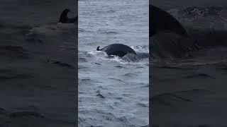 whales in cape cod! sept 2025