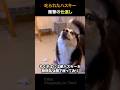 叱られたハスキー衝撃の仕返し
