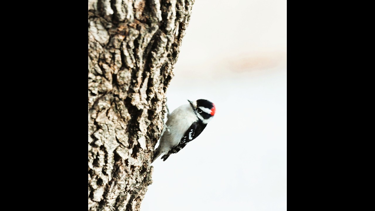 Downey Woodpecker in tree outside my 2nd story window. Is looking for live food.