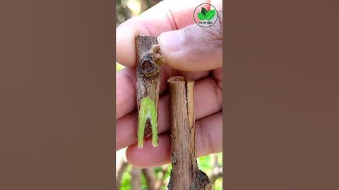 Easy grafting techniques grapevine best video ever #vgraft #satisfying #relaxing #fruit #grape