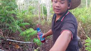 Ethrel pohon karet dengan cepat