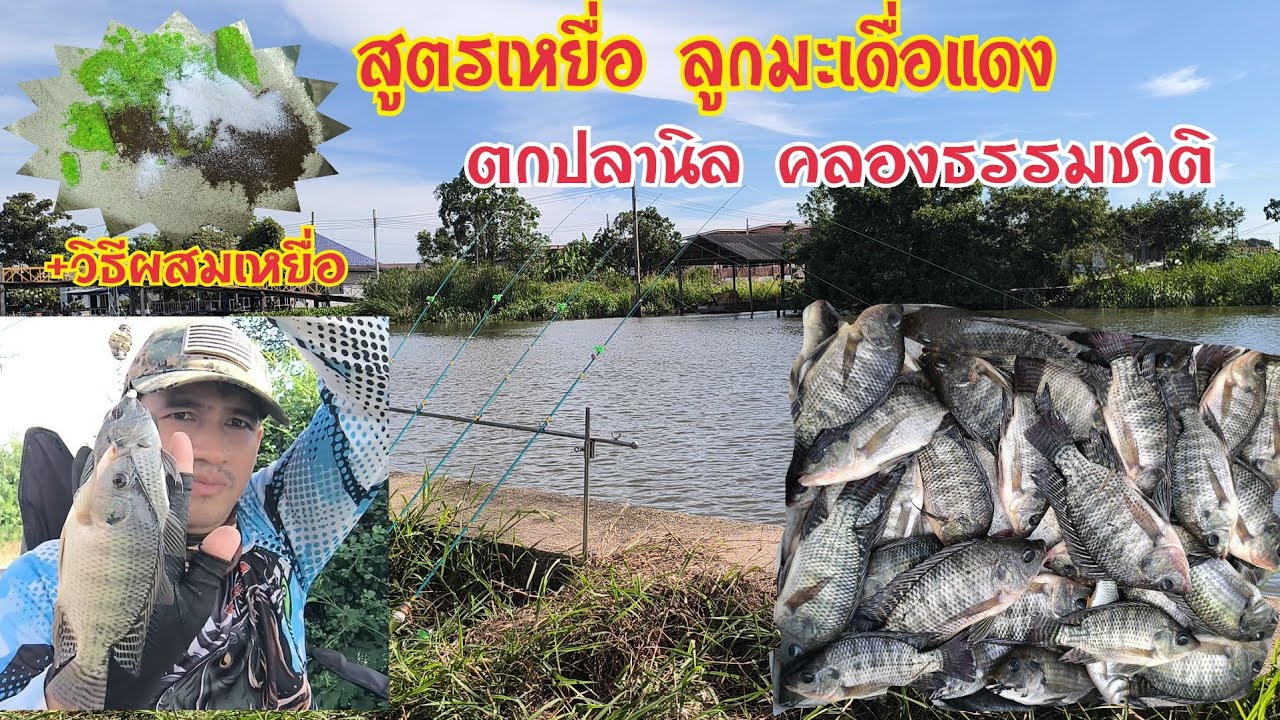 ตกปลานิล‼️คลองธรรมชาติ ด้วยเหยื่อน้ำหมักลูกมะเดื่อแดง‼️ พร้อมวิธีผสมเหยื่อ‼️