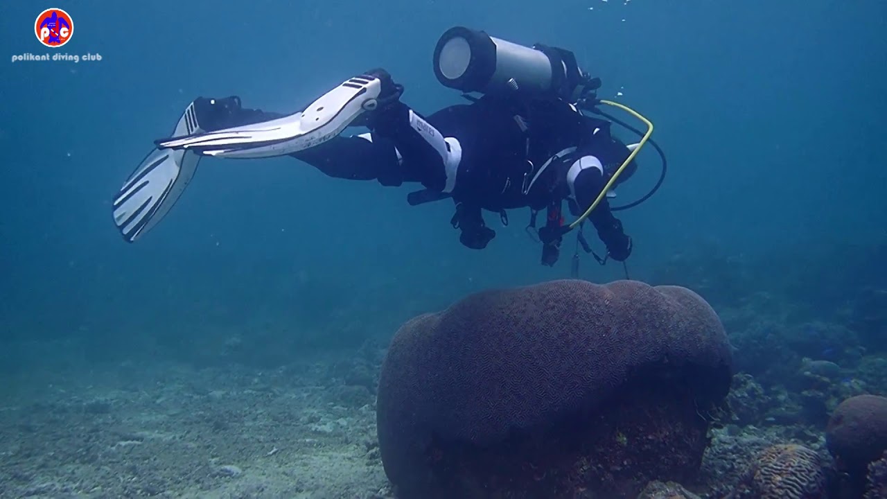 WEAR MATAN VIT HARANGUR LAIR OHOILIM