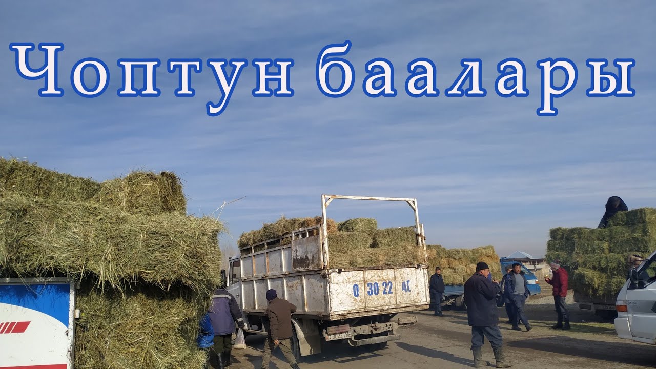 Чоп око тюмень