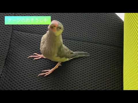 ケージ掃除中の文鳥【穏やかな休日】