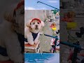 This pet dog is amazing, he can actually fish.#fish  #fishing  #fishinglife