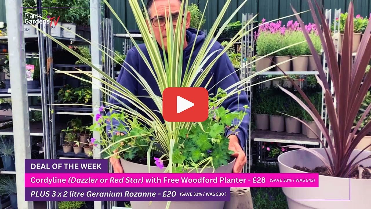 How To Plant A Cordyline