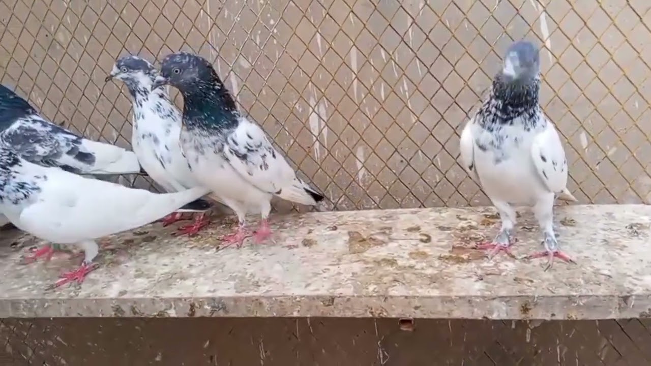 High flyer🥰🕊🕊😊😊😊😊😊