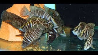 Altolamprologus Calvus Black Congo Wild