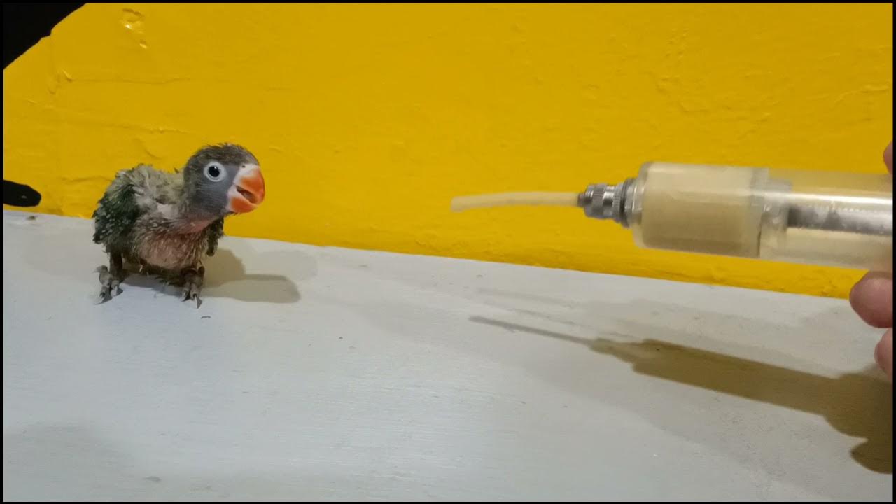 Hand feeding African Love Bird An update video only... KuyaHubertTv07311978