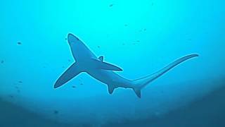 Devocean Divers Malapasacua Monad Shoal Thresher shark