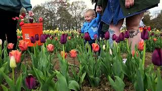 In Preston, tulips are magical