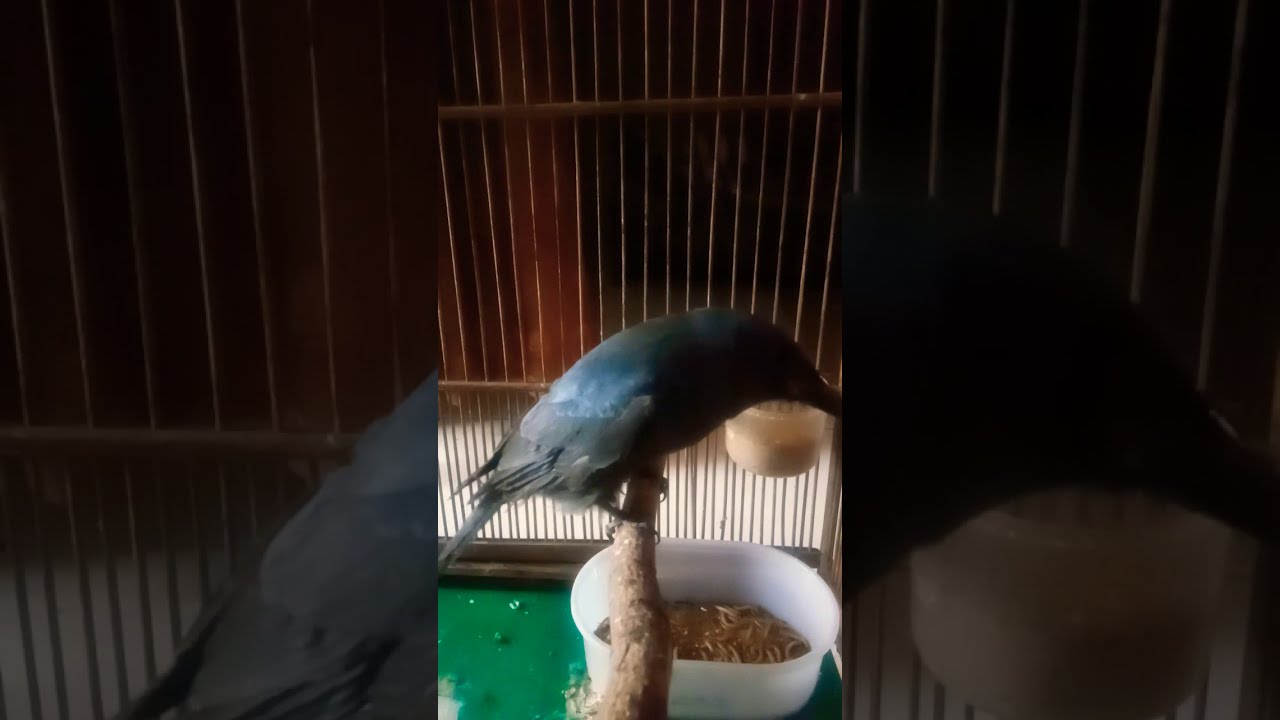 Pancingan Sri Gunting Kelabu Gacor Awon Awon Youtube