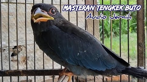 MASTERAN‼️TENGKEK BUTO AUDIO JERNIH ORIGINAL VIDEO