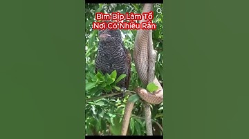 Rắn Độc Là Thức Ăn Chính Của Chim Bìm Bịp #shorts #rắnđộc #snake #rắn