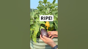 How To Tell When Your Eggplants are Ripe! #gardening #gardeningtips #garden #shorts