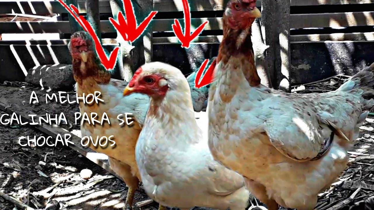 Quantos Dias Leva Para Chocar Ovo De Galinha