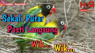 Suara pancingan agar lovebird cepat kawin ~ hobby dan rejeki