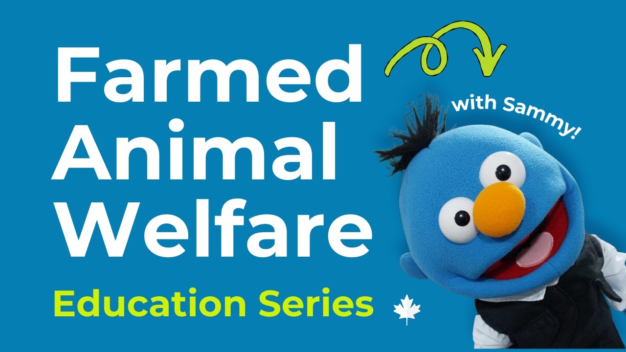 Stay informed. Help animals. With the VHS' Farmed Animal Welfare ...
