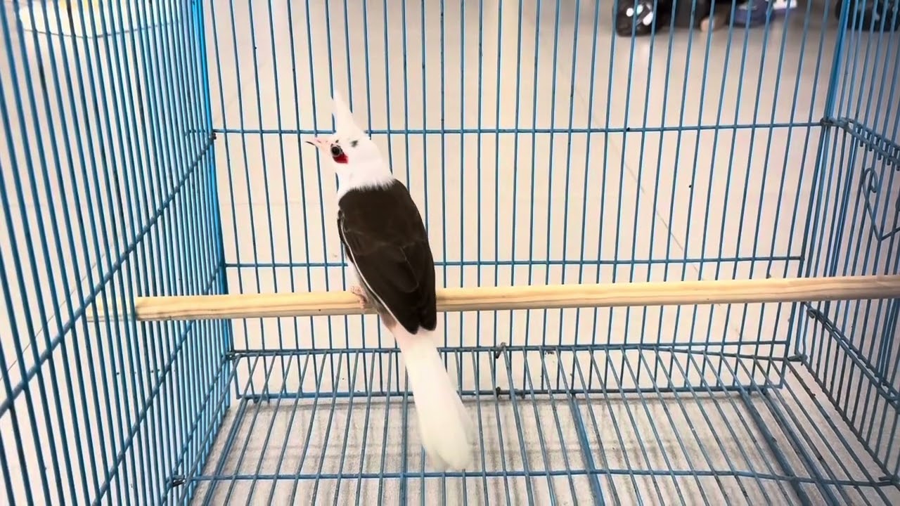 Siêu phẩm chào mào đột biến đại bàng chia sẻ cho cac bac