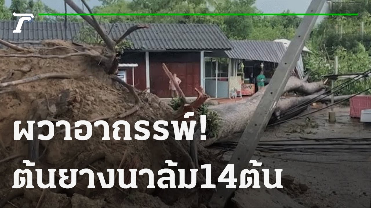 ผวาอาถรรพ์! ต้นยางนาอายุกว่า 100 ปีล้ม 14 ต้น | 02-10-64 | ข่าวเช้าไทยรัฐ เสาร์-อาทิตย์