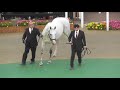2017 ゴールドシップ 札幌競馬場 来場!!