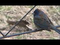 First Footage of Indigo Bunting