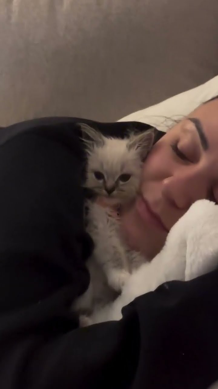 C magnifique vidéo chat nature top