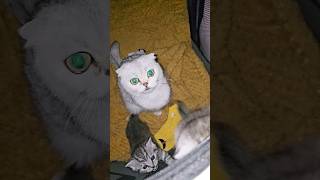 Mother cat scolds naughty kittens  They meow very loudly) #mothercat #kittens #catscold #meow