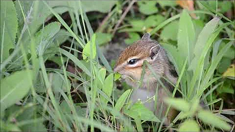 Наши дачные бурундуки делают запасы на зиму. Видео 2.  Siberian chipmunks store seeds for the winter