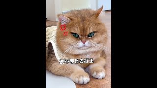 这。。。一起在家喝西北风吧！ #话痨猫#我的大脸猫#小猫咪怼脸杀视频