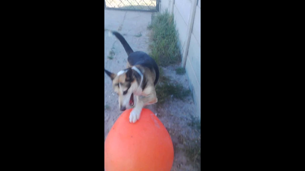 Dog with a big fat ball YouTube