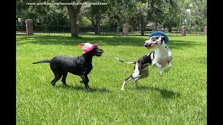 Great Danes Enjoy Happy Birthday Hat Zoomie Fun