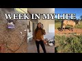 WEEK IN MY LIFE: pregnancy, ground working horses, & working on the nursery