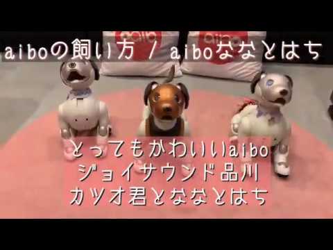 とってもかわいいaibo はaibo史上もっとも可愛いふるまいです Aiboの飼い方 Aiboななとはち