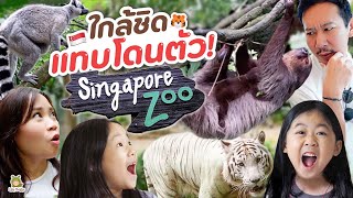 จินเรนนี่ตะลุยสวนสัตว์สิงคโปร์ ควบไนท์ซาฟารี ตื่นเต้น ตื่นตา | Little Monster