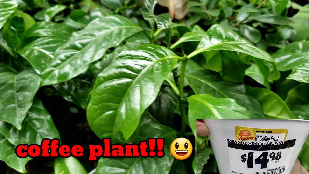 Ep34 Part 2 The home depot flower sale and beautiful mums YouTube