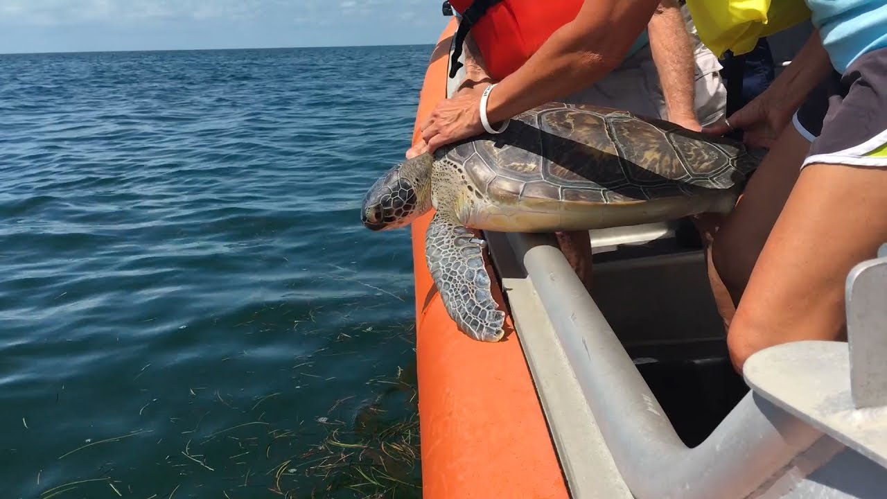 Releasing a Sea Turtle Back to the Ocean - YouTube