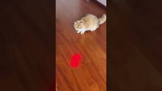 Cute Kitten Playing Slay