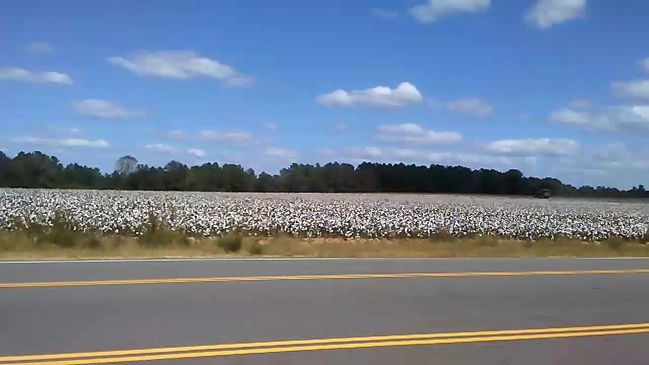 South carolina cotton field YouTube