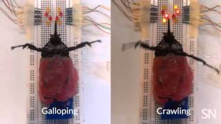 Walk like a cyborg beetle | Science News