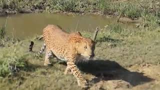 Most Amazing Moments Of Wild Animal 2022 - Wild Discovery Animals Part2