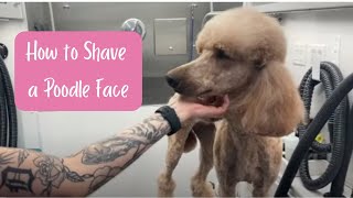 How to Shave a Poodle Face — Clean & Tidy Standard Poodle Groom! ✂️🐩