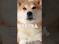 あるプランを練る柴犬こむぎ
