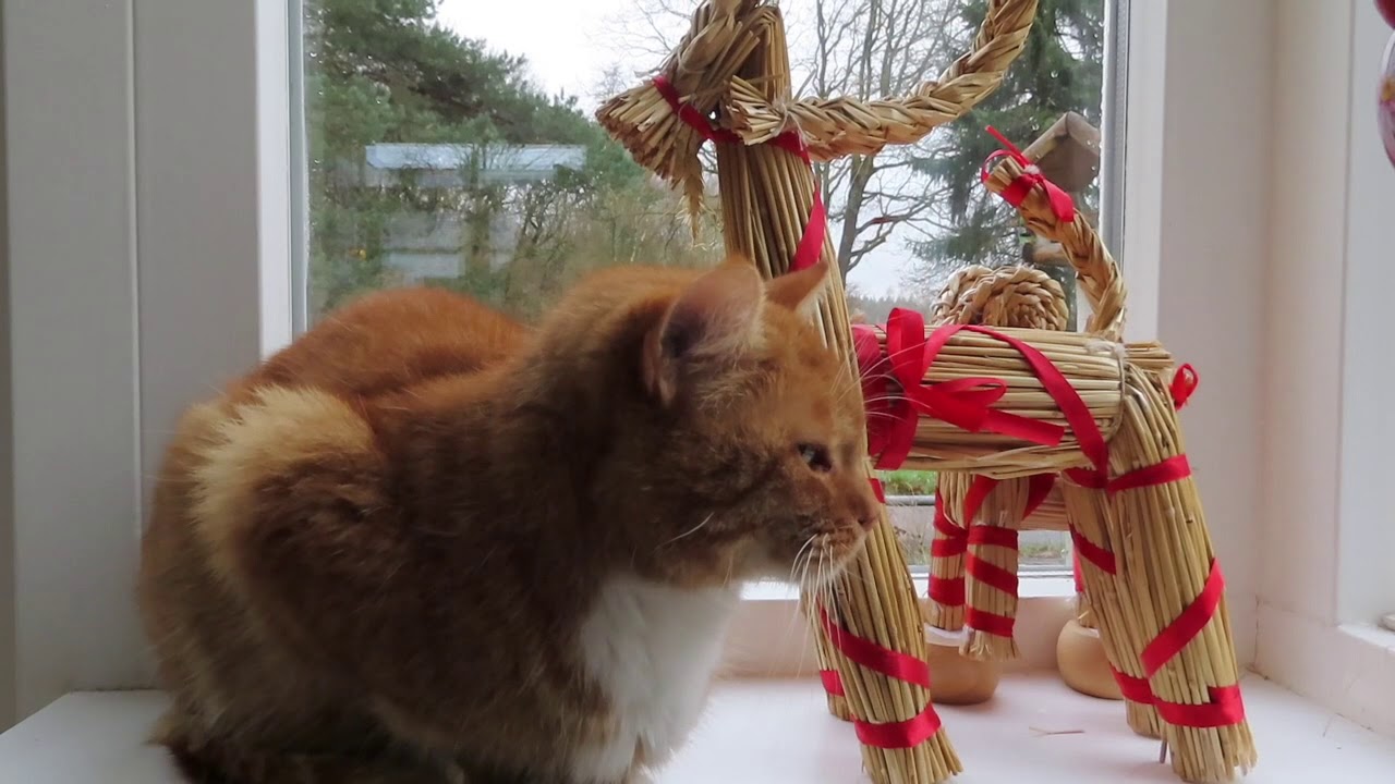 Kerst bij de Brouwers