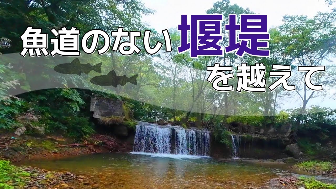 【北海道】雨上がりの渓流釣行