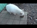 可哀想な捨て猫 チュールに抗生物質を混ぜてあげました