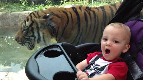 Baby Lets Tiger Walk Right On By!